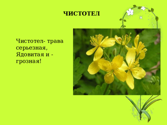 ЧИСТОТЕЛ Чистотел- трава серьезная,  Ядовитая и - грозная! 