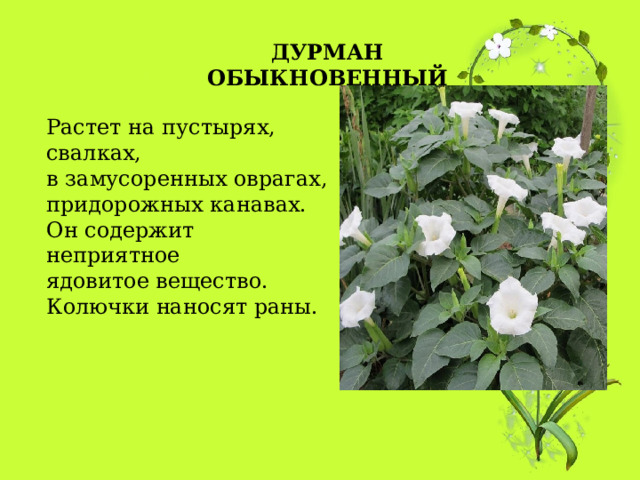 ДУРМАН ОБЫКНОВЕННЫЙ Растет на пустырях, свалках,  в замусоренных оврагах, придорожных канавах.  Он содержит неприятное ядовитое вещество. Колючки наносят раны. 