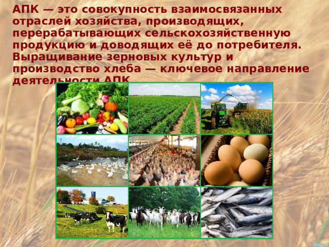 АПК — это совокупность взаимосвязанных отраслей хозяйства, производящих, перерабатывающих сельскохозяйственную продукцию и доводящих её до потребителя. Выращивание зерновых культур и производство хлеба — ключевое направление деятельности АПК. 