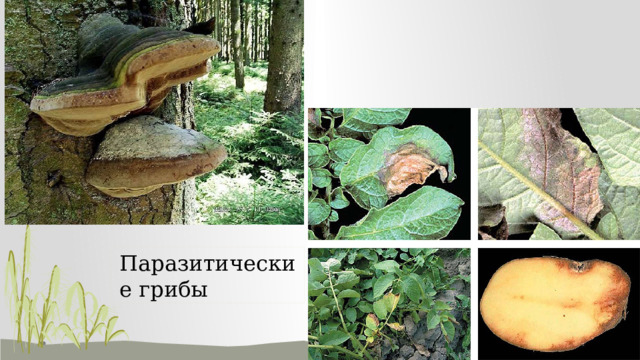 Паразитические грибы 