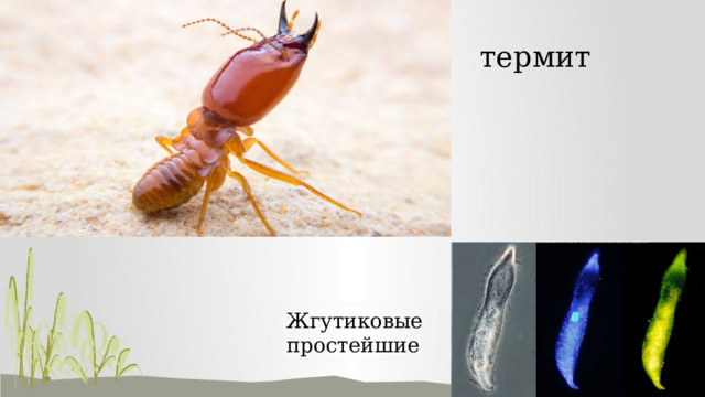 термит Жгутиковые простейшие 