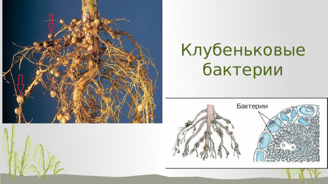 Клубеньковые бактерии 