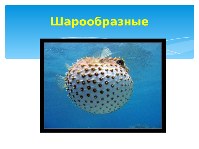 Шарообразные 