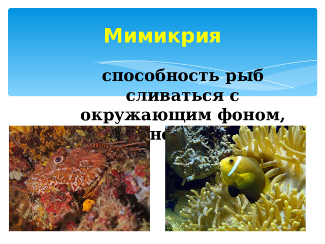 Мимикрия способность рыб сливаться с окружающим фоном, быть незаметным 