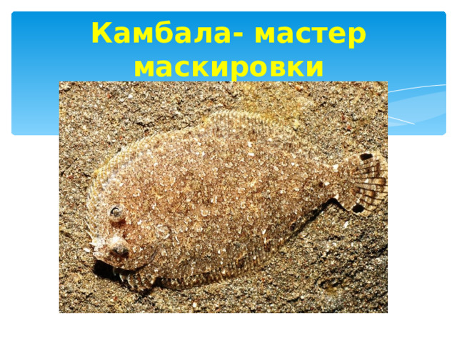 Камбала- мастер маскировки 