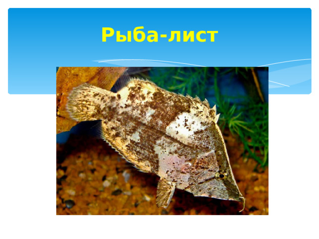 Рыба-лист 