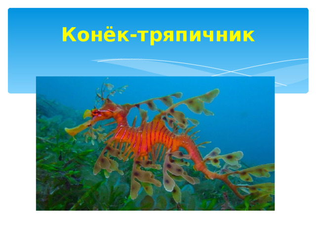 Конёк-тряпичник 