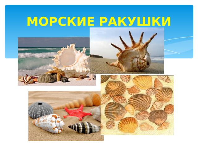 МОРСКИЕ РАКУШКИ 