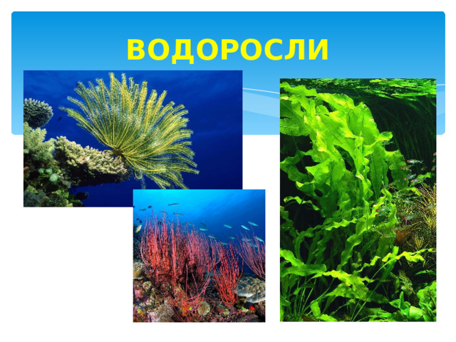 ВОДОРОСЛИ 