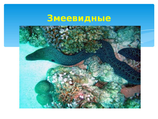 Змеевидные 