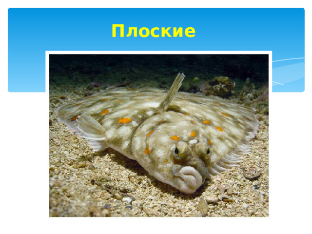 Плоские 