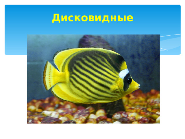 Дисковидные 