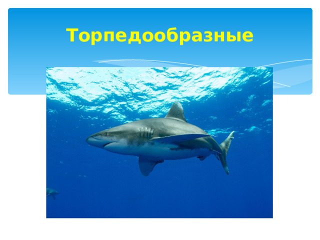 Торпедообразные 
