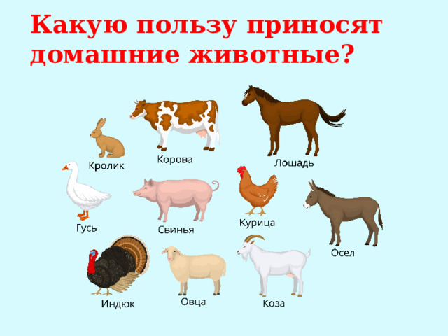 Какую пользу приносят домашние животные? 