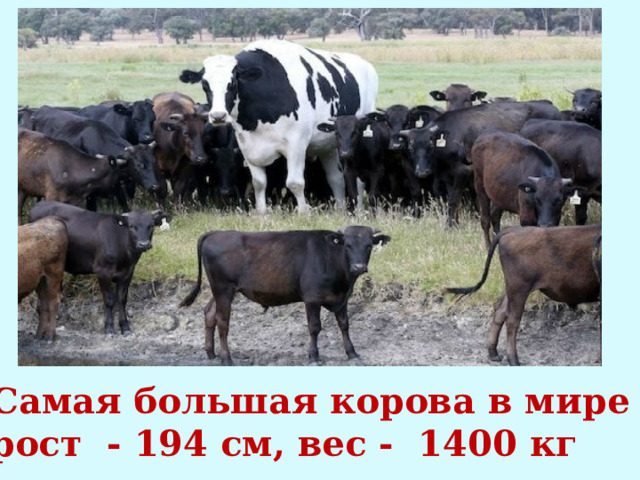 Самая большая корова в мире рост - 194 см, вес - 1400 кг 
