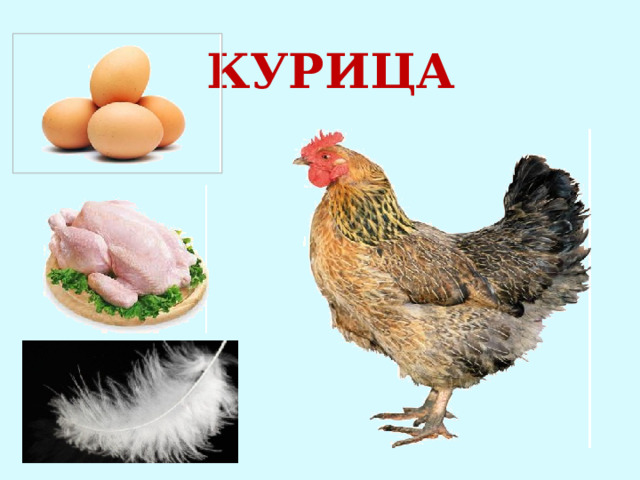 КУРИЦА 