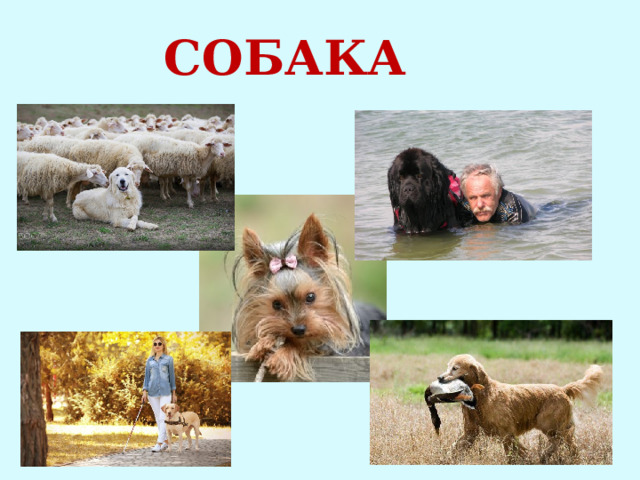 СОБАКА 