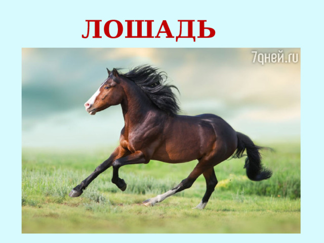 ЛОШАДЬ 