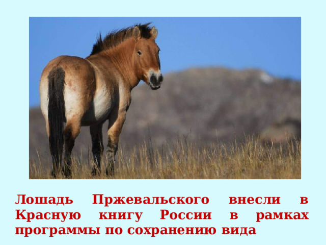 Лошадь Пржевальского внесли в Красную книгу России в рамках программы по сохранению вида 