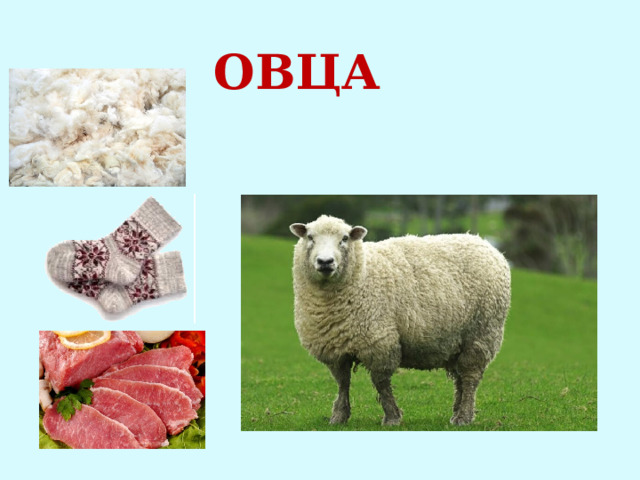 ОВЦА 