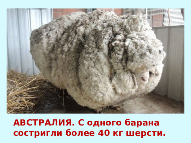 АВСТРАЛИЯ. С одного барана состригли более 40 кг шерсти. 
