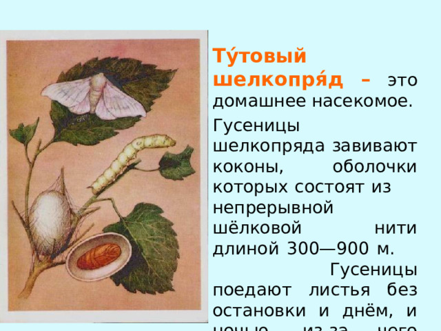 Ту́товый шелкопря́д – это домашнее насекомое. Гусеницы шелкопряда завивают коконы, оболочки которых состоят из непрерывной шёлковой нити длиной 300—900 м.     Гусеницы поедают листья без остановки и днём, и ночью, из-за чего очень быстро растут. 