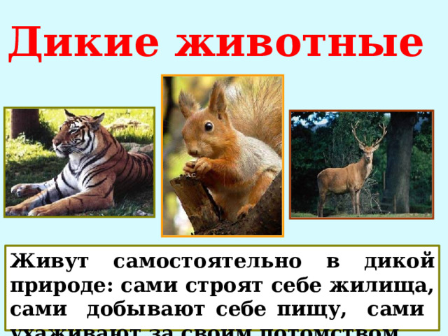Дикие животные Живут самостоятельно в дикой природе: сами строят себе жилища, сами добывают себе пищу, сами ухаживают за своим потомством. 