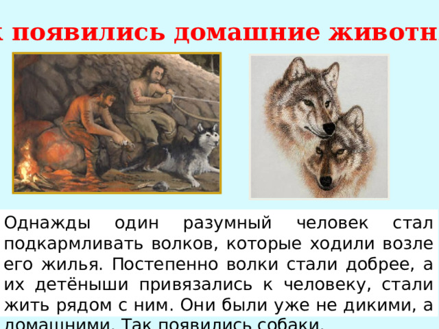 Как появились домашние животные? Однажды один разумный человек стал подкармливать волков, которые ходили возле его жилья. Постепенно волки стали добрее, а их детёныши привязались к человеку, стали жить рядом с ним. Они были уже не дикими, а домашними. Так появились собаки. 