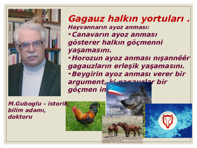 Gagauz halkın yortular ı . Hayvannarın ayoz anması: Canavarın ayoz anması gösterer halkın göçmenni yaşamasını. Horozun ayoz anması nışannêêr gagauzların erleşik yaşamasını. Beygirin ayoz anması verer bir argument, ki gagauzlar bir göçmen insannar . M.G u boglu – istorik, bilim adamı, doktoru 