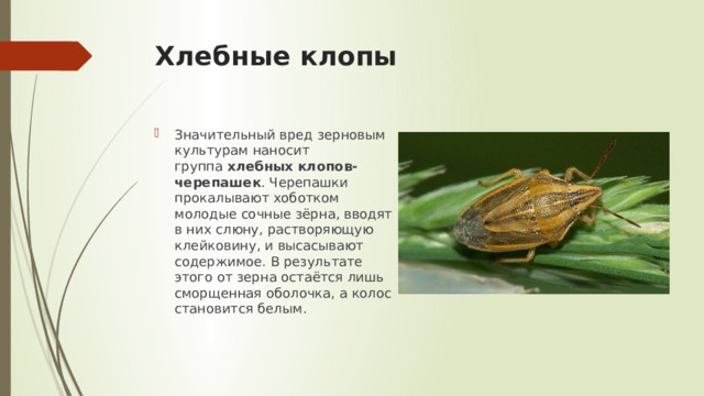 Хлебные клопы Значительный вред зерновым культурам наносит группа  хлебных клопов-черепашек . Черепашки прокалывают хоботком молодые сочные зёрна, вводят в них слюну, растворяющую клейковину, и высасывают содержимое. В результате этого от зерна остаётся лишь сморщенная оболочка, а колос становится белым. 