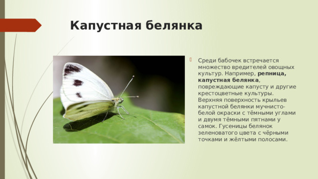 Капустная белянка Среди бабочек встречается множество вредителей овощных культур. Например,  репница, капустная белянка , повреждающие капусту и другие крестоцветные культуры.  Верхняя поверхность крыльев капустной белянки мучнисто-белой окраски с тёмными углами и двумя тёмными пятнами у самок. Гусеницы белянок зеленоватого цвета с чёрными точками и жёлтыми полосами. 