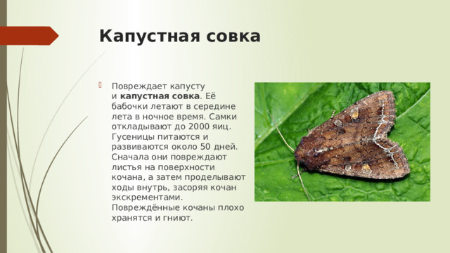 Капустная совка Повреждает капусту и  капустная совка . Её бабочки летают в середине лета в ночное время. Самки откладывают до 2000 яиц. Гусеницы питаются и развиваются около 50 дней. Сначала они повреждают листья на поверхности кочана, а затем проделывают ходы внутрь, засоряя кочан экскрементами. Повреждённые кочаны плохо хранятся и гниют. 