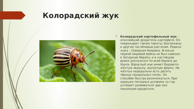 Колорадский жук Колорадский картофельный жук  – опаснейший  вредитель картофеля . Он повреждает также томаты, баклажаны и другие паслёновые растения. Родина жука – Северная Америка. В конце первой мировой войны он был завезен в Западную Европу, и в настоящее время расселился по всей Европе до Урала. Взрослый жук имеет буровато-жёлтую окраску, выпуклую форму. На жёлтых надкрыльях есть десять чёрных продольных полос. Он способен быстро размножаться. При хороших погодных условиях за год успевает развиваться два-три поколения вредителя. 