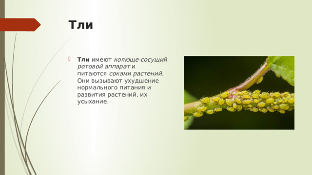 Тли Тли  имеют  колюще-сосущий ротовой аппарат  и питаются  соками растений . Они вызывают ухудшение нормального питания и развития растений, их усыхание. 