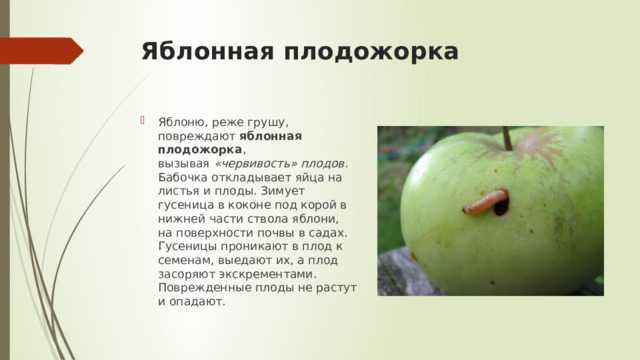 Яблонная плодожорка Яблоню, реже грушу, повреждают  яблонная плодожорка , вызывая  «червивость» плодов . Бабочка откладывает яйца на листья и плоды. Зимует гусеница в коконе под корой в нижней части ствола яблони, на поверхности почвы в садах. Гусеницы проникают в плод к семенам, выедают их, а плод засоряют экскрементами. Поврежденные плоды не растут и опадают. 