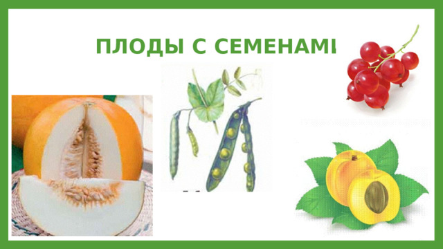 ПЛОДЫ С СЕМЕНАМИ 