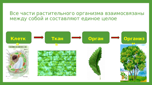 Все части растительного организма взаимосвязаны между собой и составляют единое целое Организм  Клетка  Ткань Орган 
