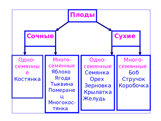 Плоды  Сухие Сочные  Одно- семянные Много-семянные Одно-семянные Много- семянные Боб Стручок Коробочка Яблоко  Ягода Тыквина Померанец Многокос-тянка  Костянка   Семянка Орех Зерновка Крылатка Желудь  