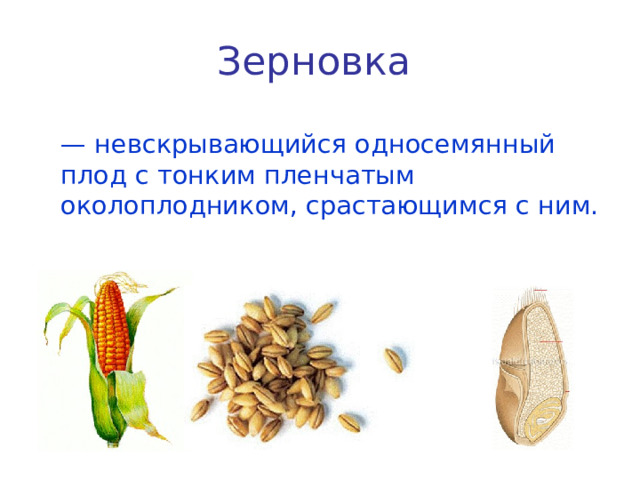 Зерновка  — невскрывающийся односемянный плод с тонким пленчатым околоплодником, срастающимся с ним. 