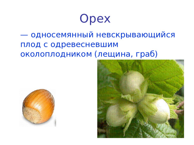 Орех   — односемянный невскрывающийся плод с одревесневшим околоплодником (лещина, граб) 