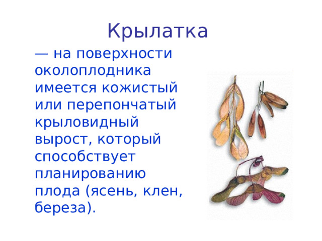 Крылатка  — на поверхности околоплодника имеется кожистый или перепончатый крыловидный вырост, который способствует планированию плода (ясень, клен, береза). 