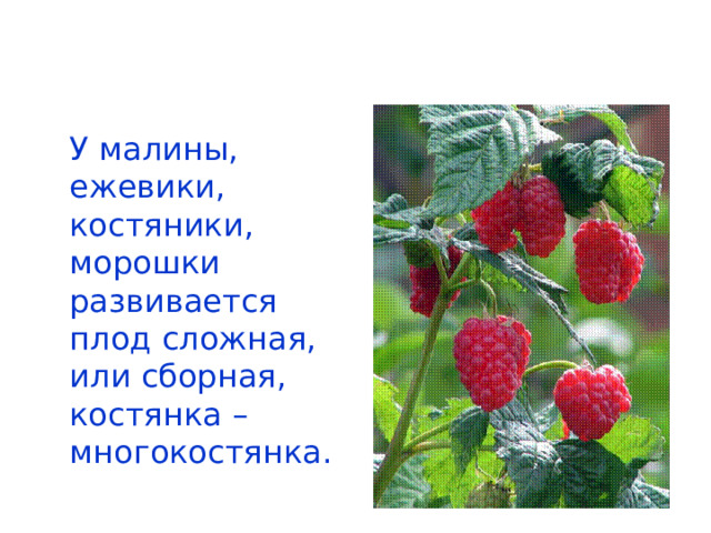 У малины, ежевики, костяники, морошки развивается плод сложная, или сборная, костянка – многокостянка. 