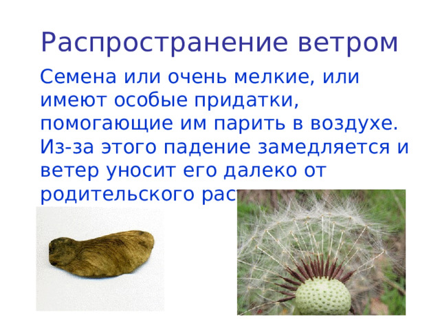 Распространение ветром  Семена или очень мелкие, или имеют особые придатки, помогающие им парить в воздухе. Из-за этого падение замедляется и ветер уносит его далеко от родительского растения. 