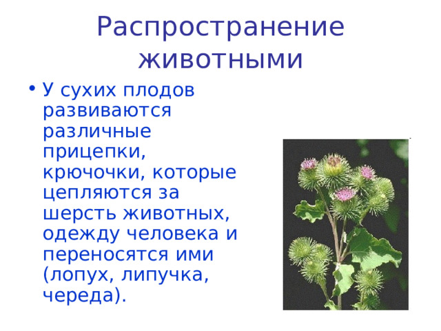 Распространение животными У сухих плодов развиваются различные прицепки, крючочки, которые цепляются за шерсть животных, одежду человека и переносятся ими (лопух, липучка, череда). 