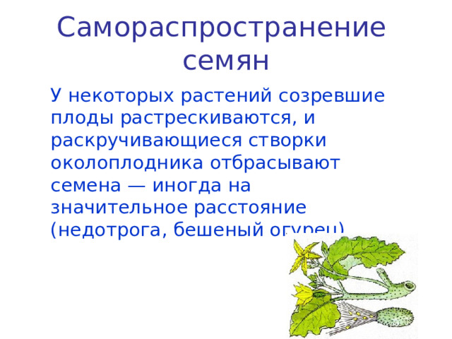 Самораспространение семян  У некоторых растений созревшие плоды растрескиваются, и раскручивающиеся створки околоплодника отбрасывают семена — иногда на значительное расстояние (недотрога, бешеный огурец). 