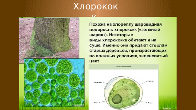 Хлорококк 