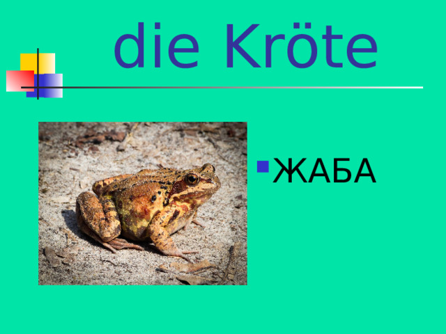 die Kröte ЖАБА 