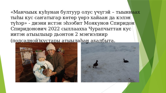 «Манчыык куһунан бултуур олус үчүгэй – тыыннаах тыһы кус саҥатыгар көтөр үөрэ хайаан да кэлэн түһэр» - диэни истэн эһээбит Моякунов Спиридон Спиридонович 2022 сыллаахха Чурапчыттан кус иитэн атыылыыр дьонтон 2 мэҥиэлиир (подсадной)кустары атыылаһан аҕалбыта .   