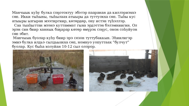 Манчыык куһу булка соҕотохтуу эбэтэр пааранан да киллэриэххэ сөп. Икки тыһыны, тыһылаах атыыры да туттуохха сөп. Тыһы кус атыыры ыҥыран мээтиргиир, көтөрдөр, ону истэн түһэллэр.  Саа тыаһыттан мээнэ куттаммат гына эрдэттэн бэлэмниигин. Ол эрэн син биир ханнык баҕарар көтөр өмүрэх соҕус, онон соһуйуон сөп эбит.  Манчыык буолар куһу биир эрэ сезон туттубаккын. Эһиилигэр эмиэ булка илдьэ сылдьыахха сөп, номнуо уопуттаах “булчут” буолар. Кус быһа холуйан 10-12 сыл олорор. 