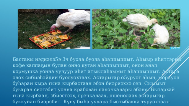 Бастакы нэдиэлэ5э 3ч буола буола аһаппыппыт. Аһыыр иһиттэрин кофе хаппаҕын булан онно кутан аһаппыппыт, онон анал кормушка уонна уулуур иһит атыылаһаммыт аһаппыппыт. Астара олох сибиэһэйдии буолуохтаах. Астарыгар о5уруот аһын, моркуоп буһаран кыра гына кырбастаан эбэн биэриэххэ сеп. Сымыыт буьаран сиэтэбит уонна крабовай палочкалары эбэня. Бытархай гына кырбаан, эбиэстээх, гречкалаах, пшенолаах астарыгар буккуйан биэрэбит. Күнү быһа уулара быстыбакка туруохтаах . 